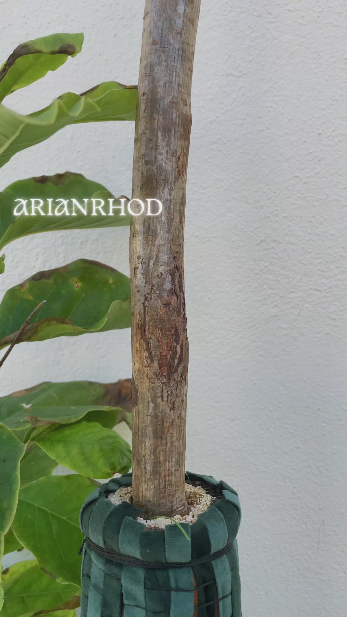 ARIANRHOD - SOLD